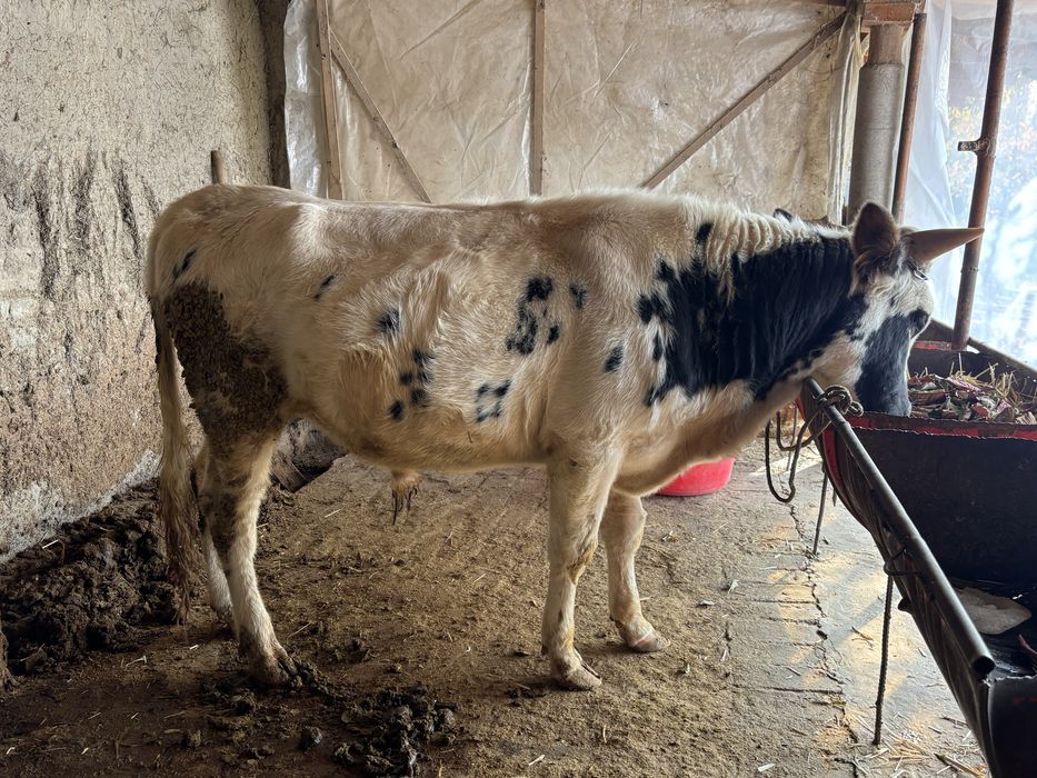 Хукиз сотилади. Бокишга 1,5 еш