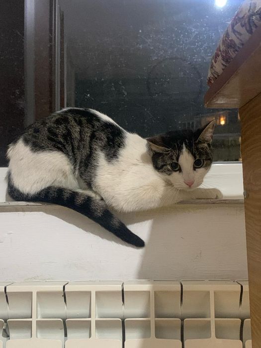 Pisicuta pentru adoptie, pisicuta superba,pisica de adoptat, pisica
