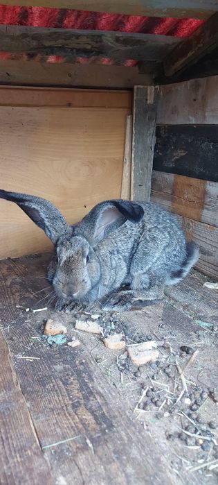 Iepurițe de vanzare