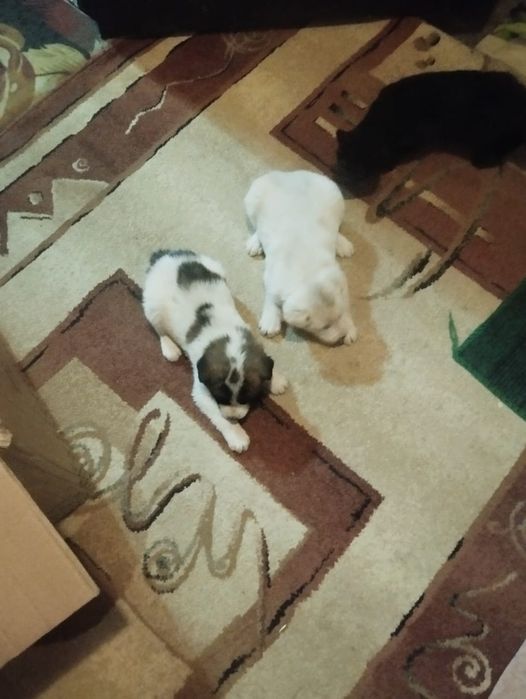 щенки мальчики ищут дом и хозяина