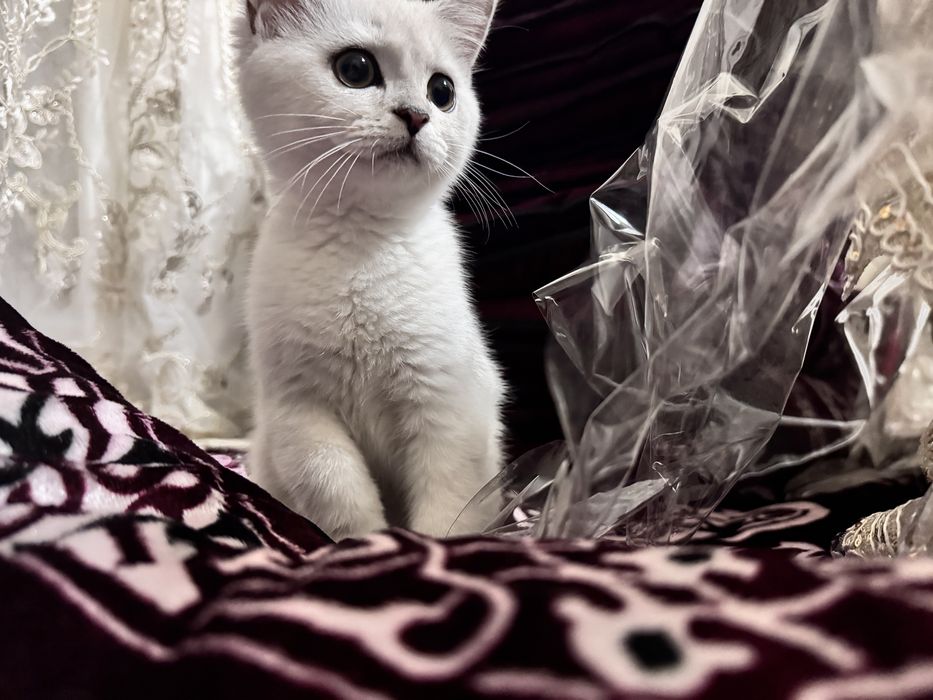 Британская серебристая шиншилла