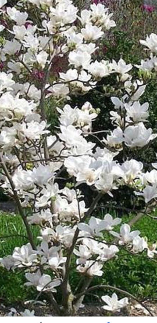 Magnolie superba albă