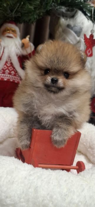Fetiță pemeranian  cu pedigree