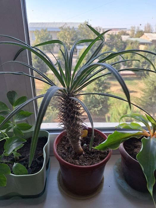 Цветы домашние.продаю.