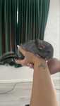 Chinchilla de vanzare