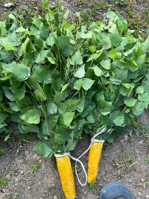 Продам березовые веники.