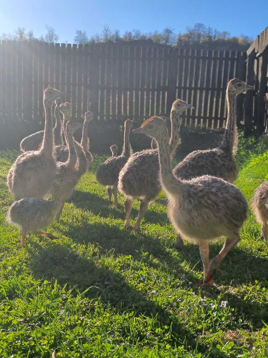 Pui de struti negru african