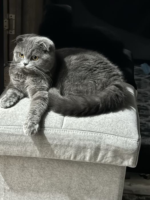 Кошка продается породистая чистоплатная ! 2 года лоток знает отлично .