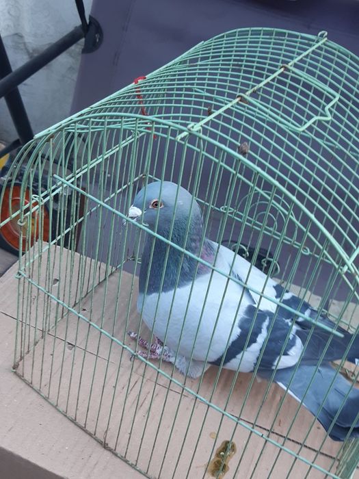 Vând porumbei voiajori