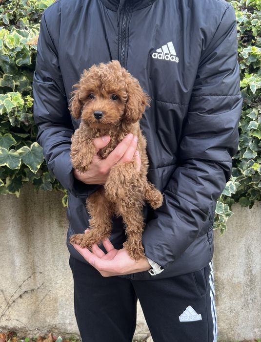 Той Пудел / Toy Poodle