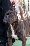 Femela Cane Corso brindle doar pt cunoscători