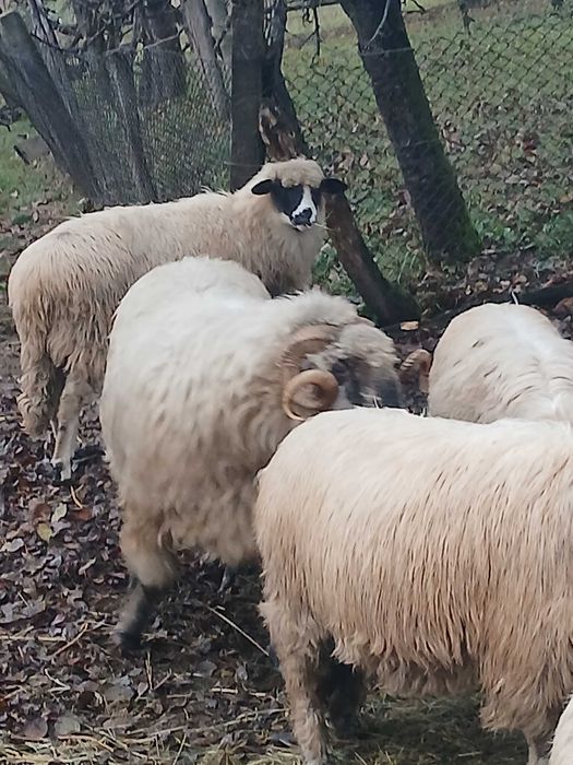 Berbec bucalau de vanzare