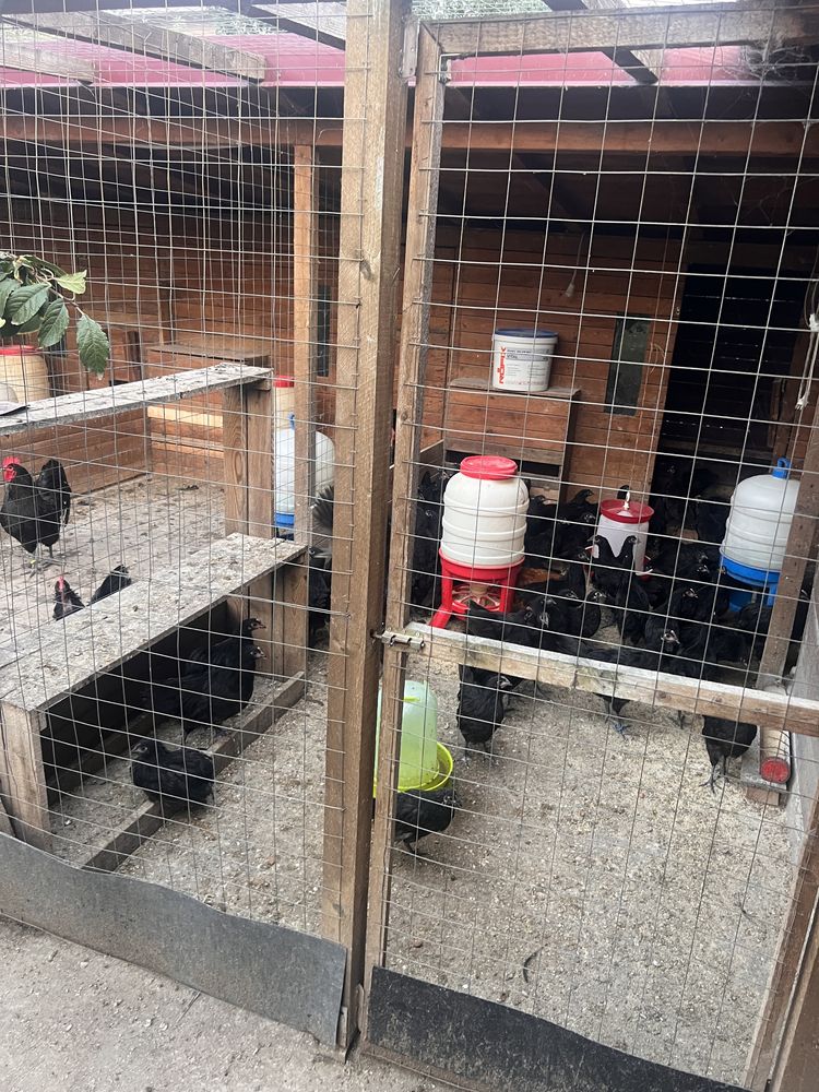 Gaini Australorp Negru