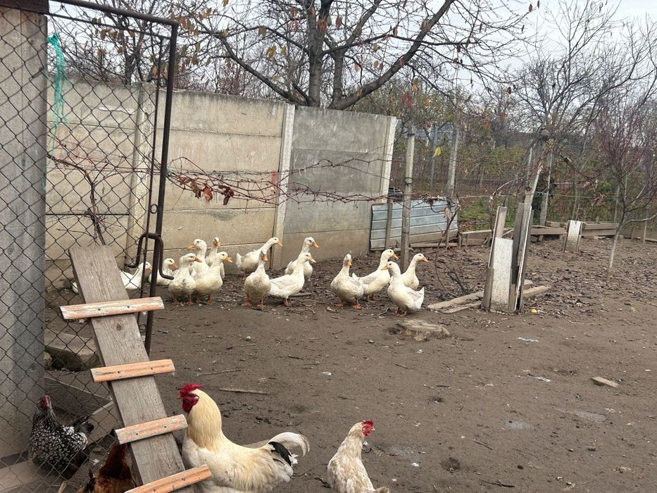 Vând  rațe și găini