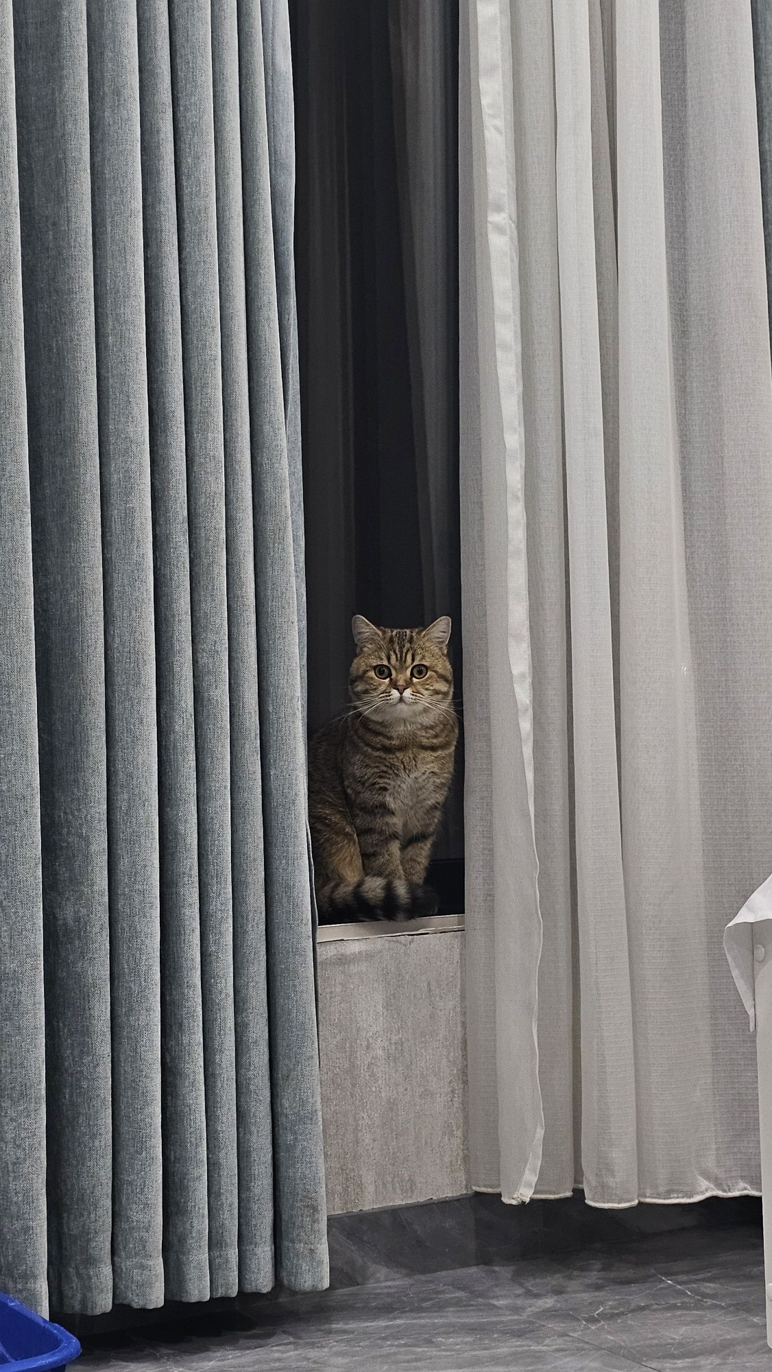 Шотландский прямоухий кот на вязку