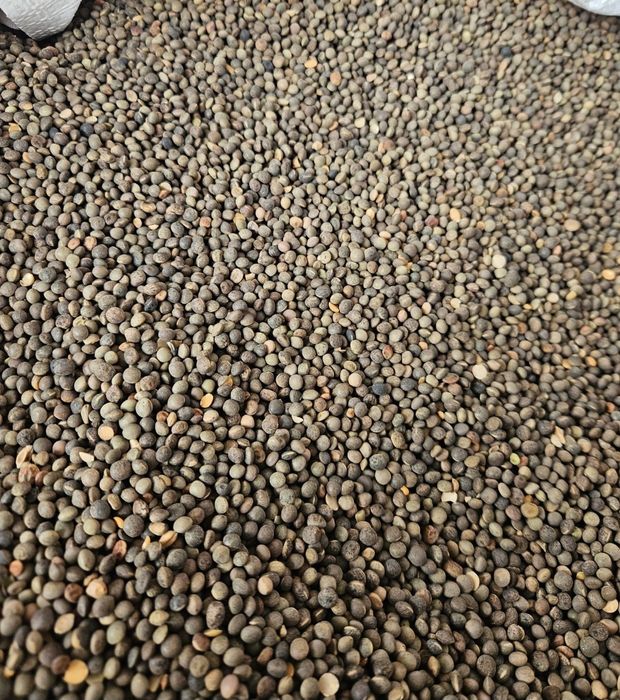 Samanta Măzăriche recolta 2025