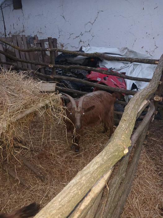 Vând capre sau schimb cu oi gestante