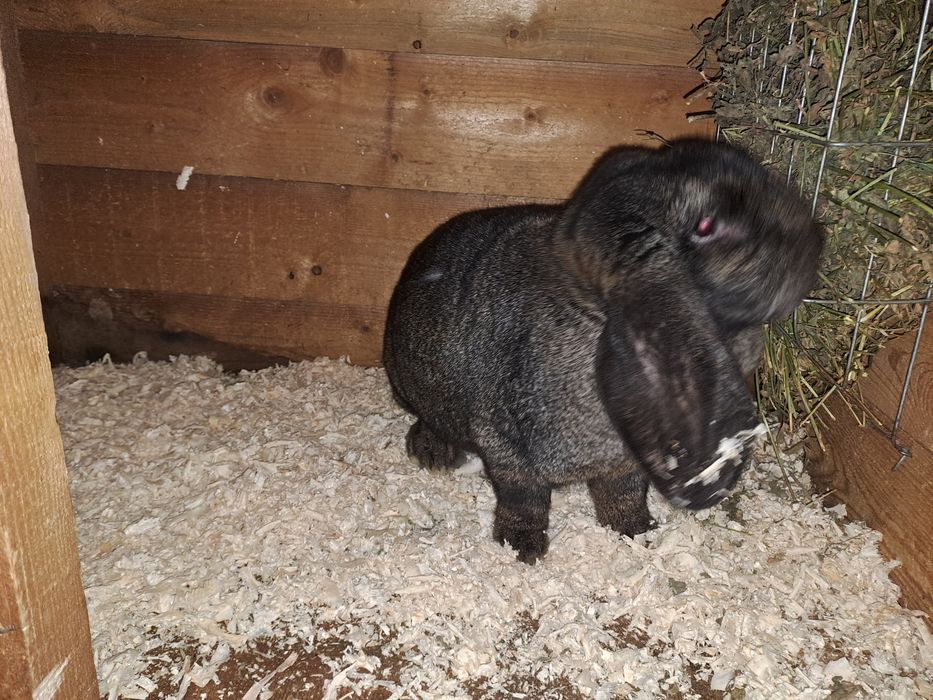 Vând iepuri berbec german