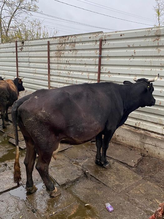 Vând vaca și vitea