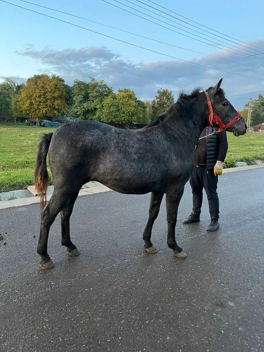 Vând mânză de 1 an și jumătate