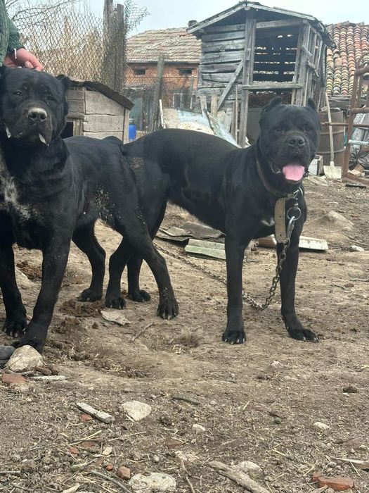 Cane corso jensko