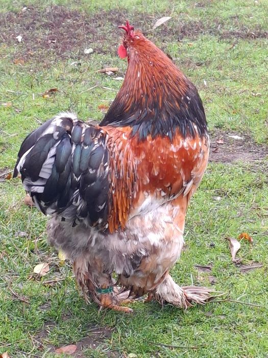 Cocos cochinchina uriaș