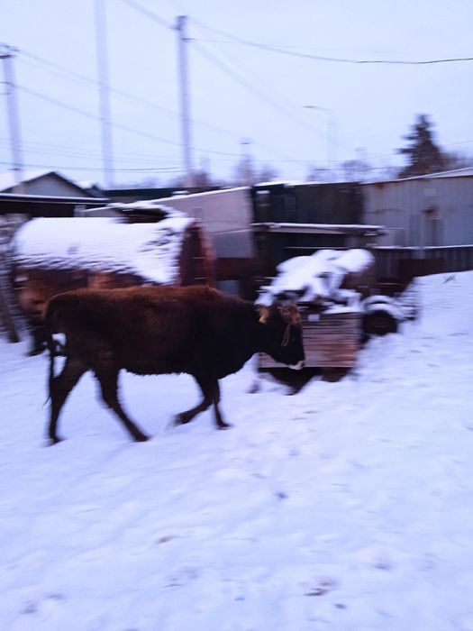 Тёлка и первотелка