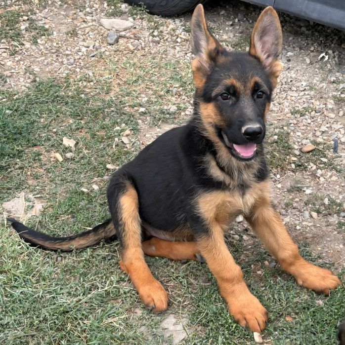 Pui Ciobanesc German Cu Pedigree