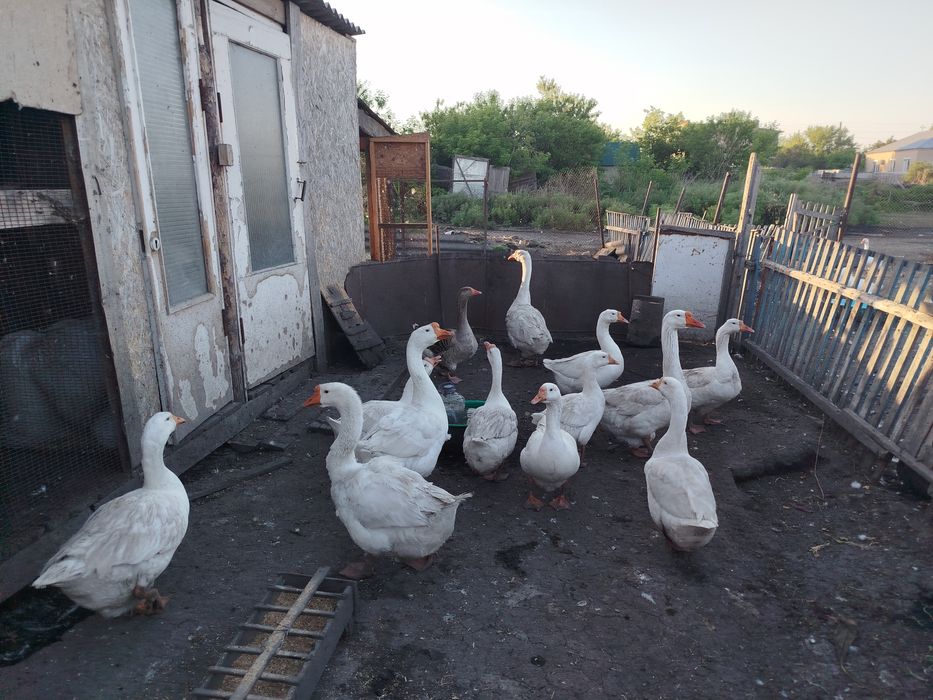 Продам маточное поголовье гусей