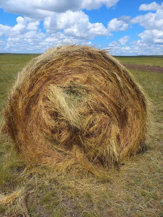 Продам сено рулон разнотравие 8000 тг
