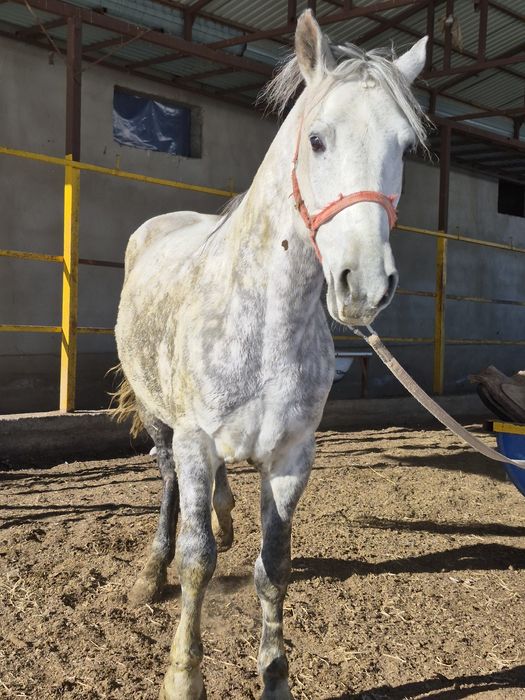 Айғыр 6 жасар мінгі