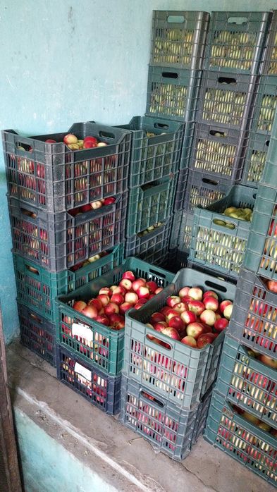 Vând mere angro și consum diferite soiuri, zona Voinesti Dambovita