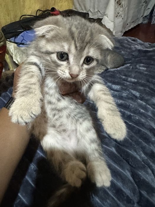 Scottish fold. Mushig bollari