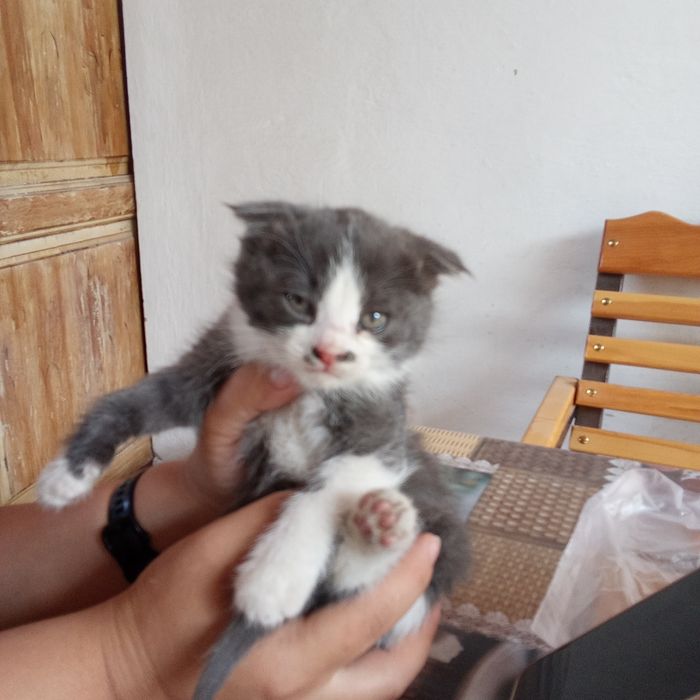 Отдам в хорошие руки