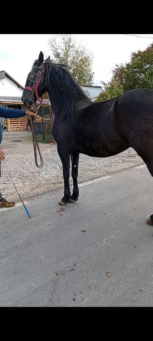 Vând iapa friziana de 5 ani