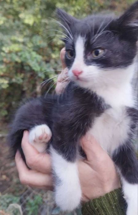 Кот, котенок в добрые руки. 3 мес. Чистый. Здоровый.