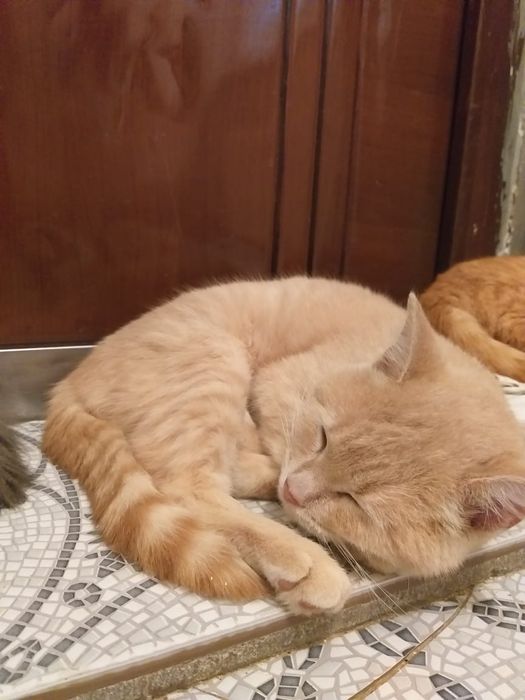 Үйде өскен мысықтарым тегін беремін