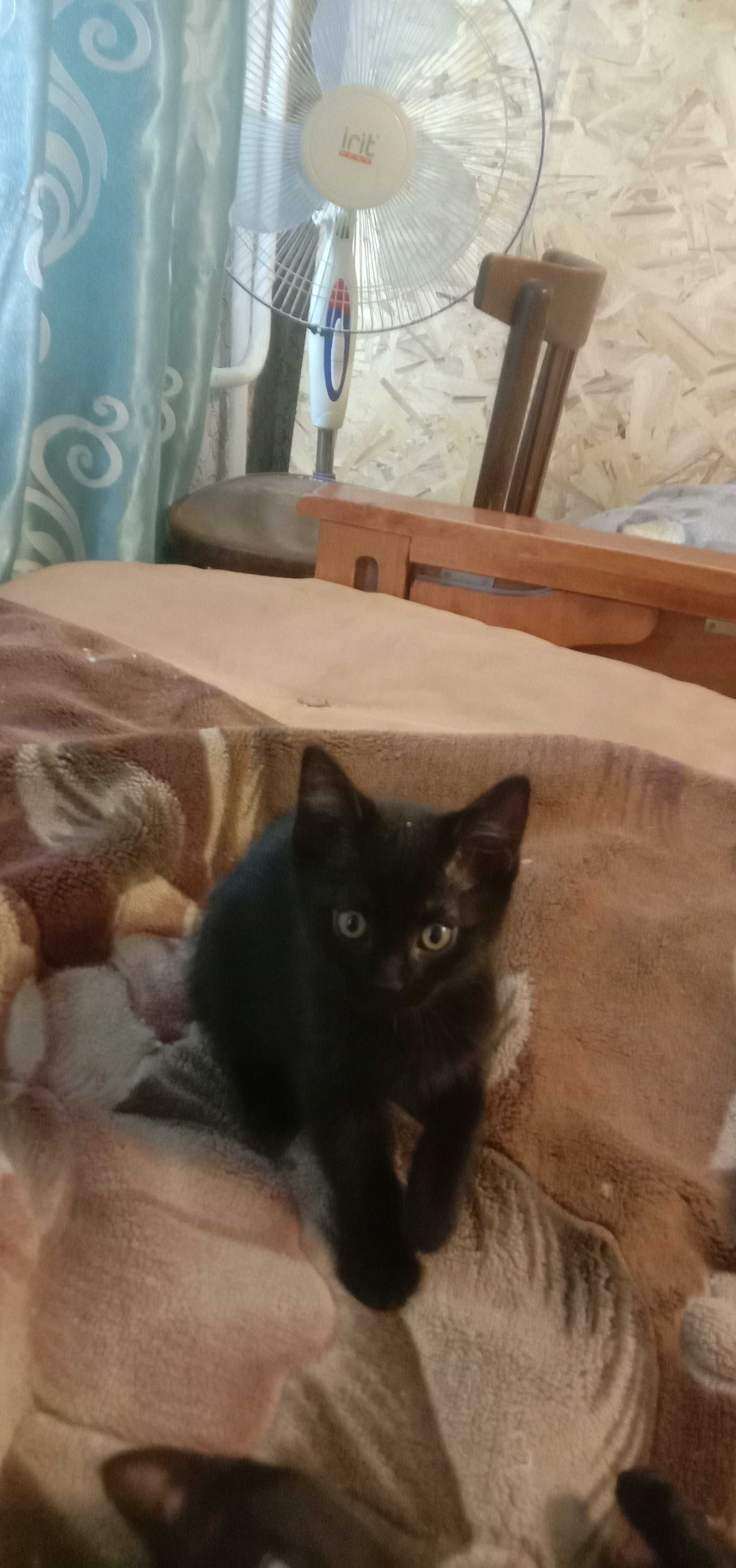 Отдам котят в добрые руки