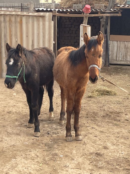 Сарыагаш , Капланбек