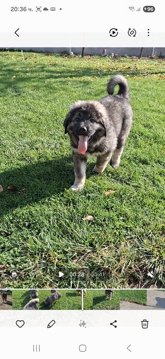 Кавказка Овчарка