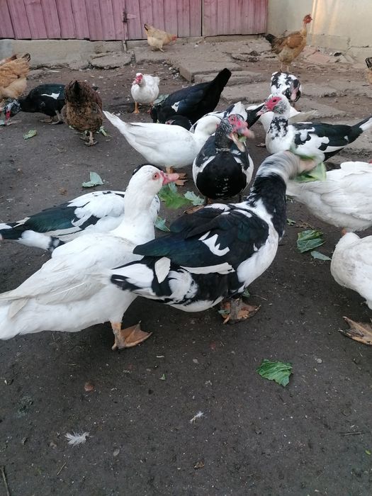Vand rațe mute (lesesti)