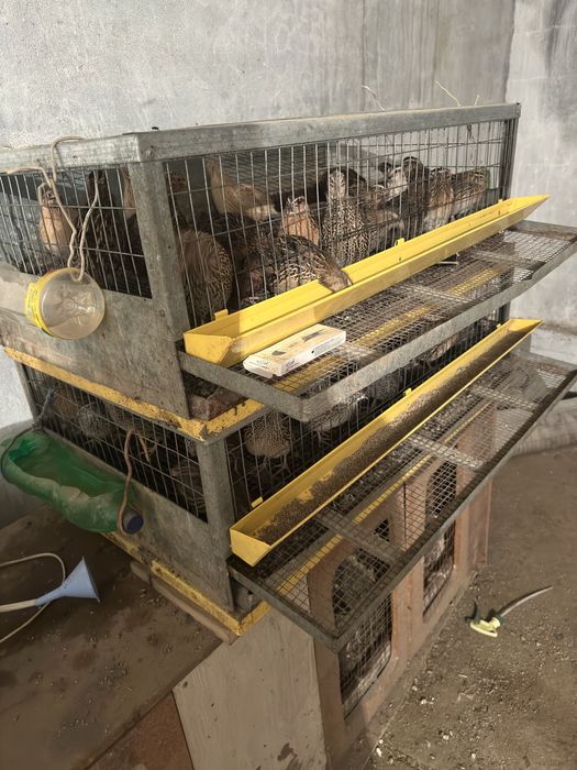 перепелка птица ( взрослые , маленькие