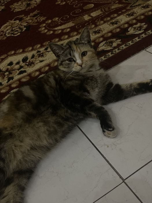 Кошки отдам в хорошие руки