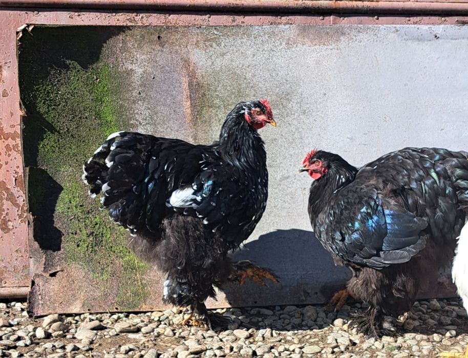 Cocosi brahma de vanzare