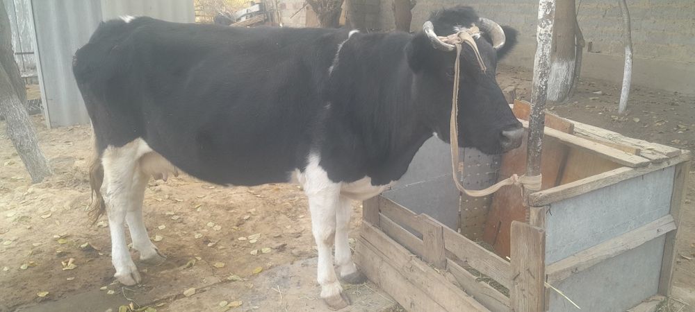 Қара сиыр сатылады