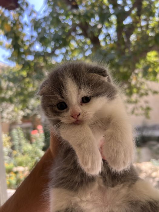 Кошка Скотиш фолд