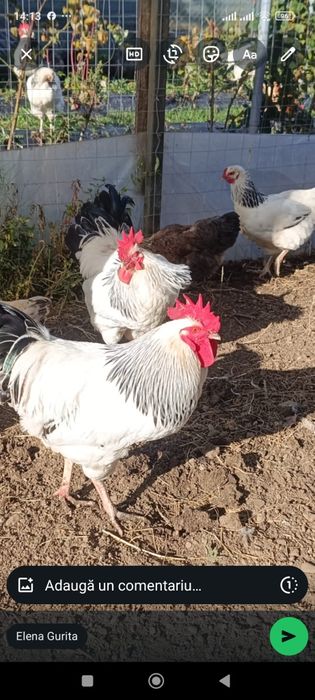 Vând cocoși rasa sussex și australorp
