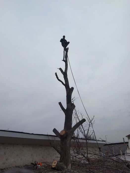 Daraxt kesish va Aralash xizmati