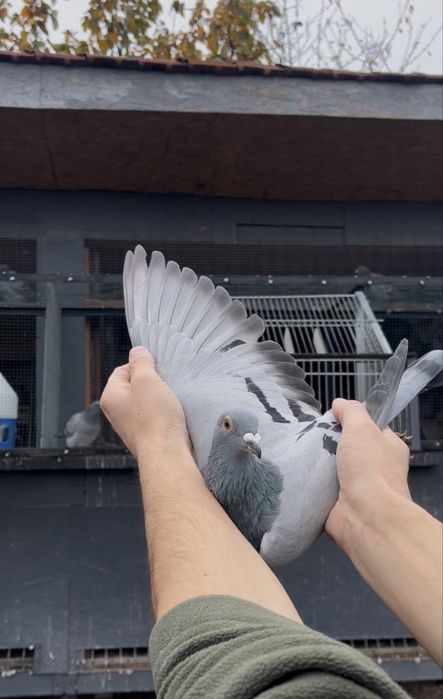 Porumbei voiajori de concurs