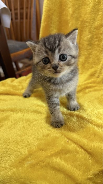 Акция котята Шиншиллы